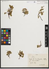 Foto von Salix herbacea L.